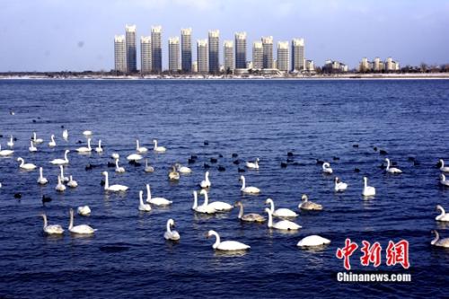 山东荣成“天鹅”特色旅游